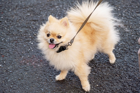 Pomeranian dog on leash looking up at the camera. Canine pet on paved surface. Cute small animal.の写真素材