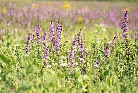 Vibrant field with purple wildflower stalks, green foliage and white daisies. Natural summer meadow,...