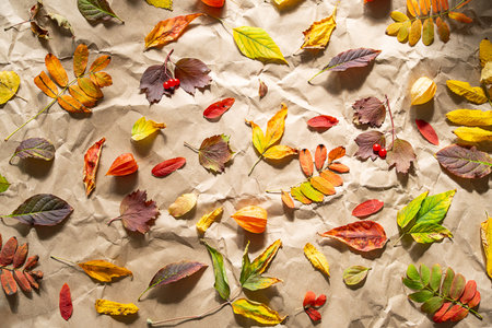 Autumn leaves arranged on crumpled craft paper. Fall season background. Organic flat lay for Thanksgiving. Natural backdrop.の写真素材