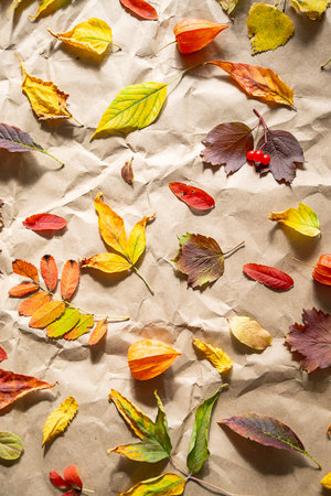Colorful autumn leaves with physalis and berries on crumpled paper. Fall season background. Nature change concept for greeting card.の写真素材