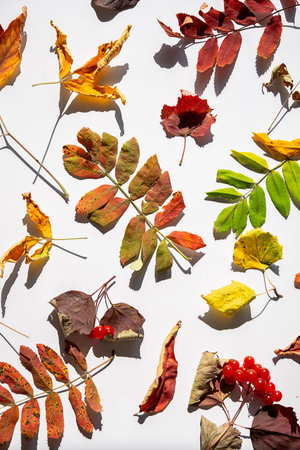 Various colorful autumn leaves and red berry branches on white background with harsh shadows. Fall...