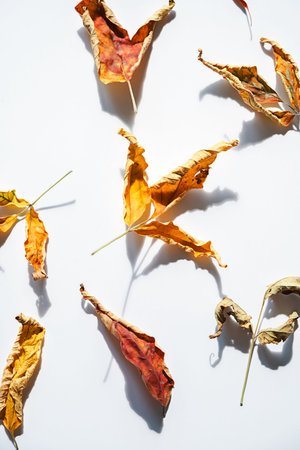 Dried autumn chestnut leaves creating natural earthy pattern on clean white background. Seasonal...