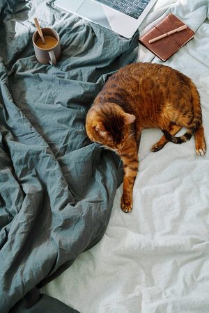 Ginger cat resting on linen bed sheets next to laptop, coffee mug and leather notebook. Cozy morning home office setup.の写真素材