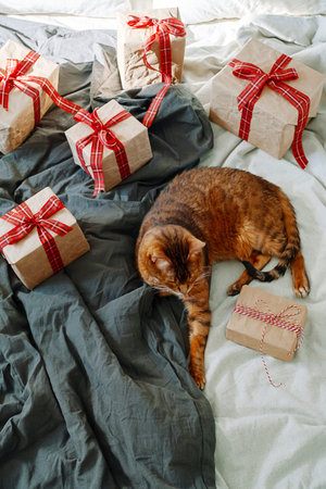 Cute cat lying on bed surrounded by wrapped gift boxes. Cozy holiday celebration with presents. Christmas morning surprise for pet.の写真素材
