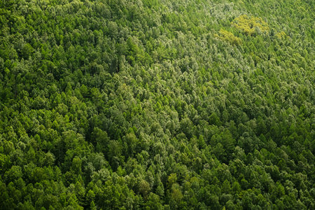 Lush green forest from above. Dense tree canopy of mixed deciduous and coniferous trees. Nature background texture for environmental or tourism concepts.の写真素材