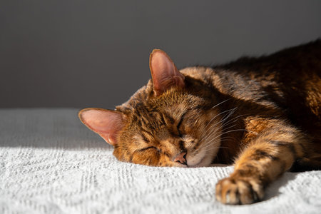 Cute brown cat sleeping soundly at home, cozy pet kitten napping on white bedspread in sunlight....