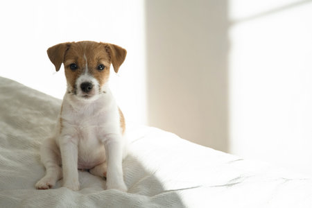 Small puppy sitting on soft bed. Adorable pet dog with brown and white fur looking at camera. Domestic animal comfort and home life.の写真素材