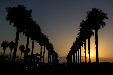 Silhouettes of California Fan Palm trees (Washingtonia Filifera) during a clear sunsetの写真素材