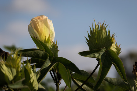 Typical creamy pink-yellow blossom of cotton in a cotton field, Kibutz-Shomrat at sunset lightの写真素材