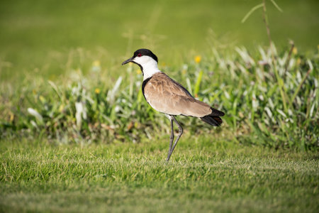 A Spur-Winged lapwing on the grass, late afternoon light