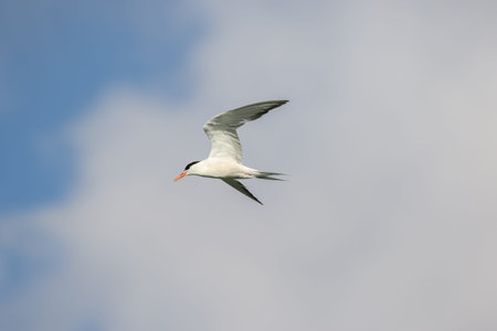 Common Tern in flight