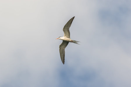 Common Tern in flight