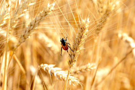 Insect pests. Bread beetle, forge beetle, Anisoplia austriacaの写真素材