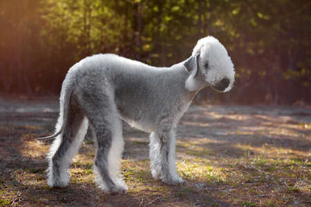 Portrait of a Bedlington Terrier in the Summer Forest. Soft focusの写真素材