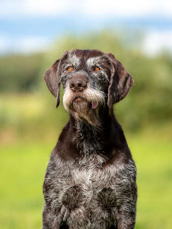 Portrait of a cute German wire-haired pointer on the green grassの写真素材