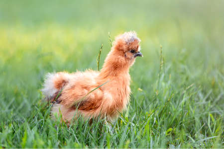 Chinese Silky Chicken in Green Grassの写真素材