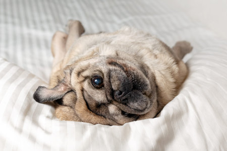 Portrait of a senior beige pug lying in the bedroom on white beddingの写真素材