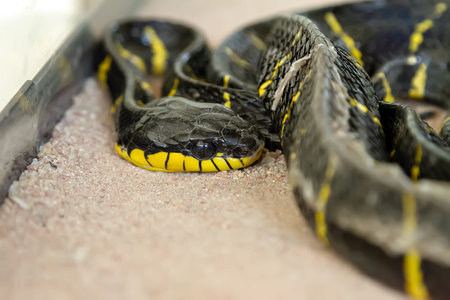 Serpentarium. A black and yellow snake lies on the sand. selective focus