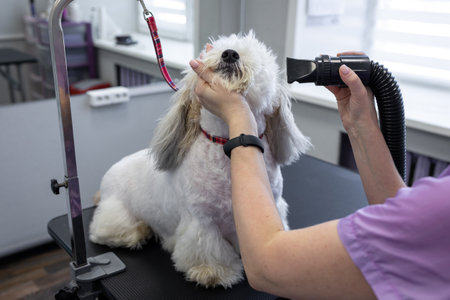 Grooming and hygiene of dog. Blow-drying a cute white dogの写真素材