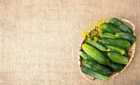 Autumn or summer background. Harvest of fresh cucumbers in a wicker basket on a table covered with burlap.の写真素材