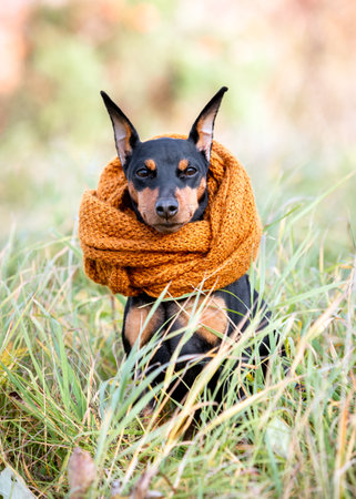 Autumn portrait of a black and tan miniature pinscher sitting in the grass in a brown scarf around his neckの写真素材