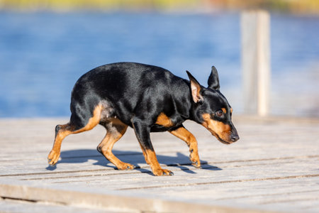 Frightened black dog walks on a wooden deck against the background of blue waterの写真素材