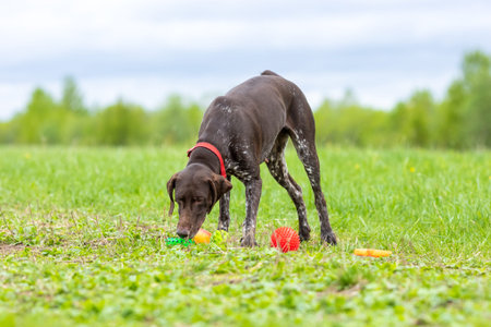 Deutsch kurzhaar for a walk. Dog chooses a toy by smell