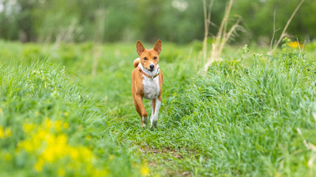 A red and white basenji dog runs towards a green field.の写真素材