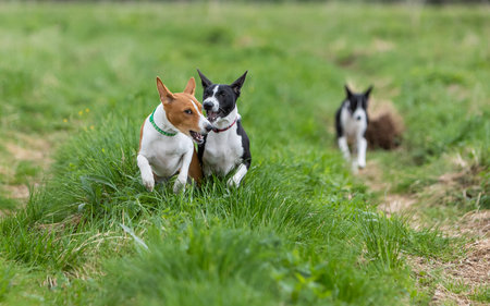 Black and white and red and white basenji dogs run and play in a green fieldの写真素材