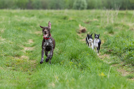 Dogs of the breed short-haired German Pointer and Basenji run across a green field