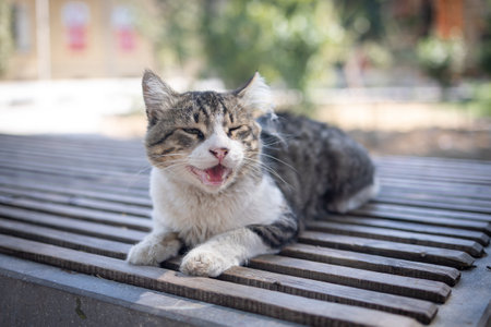 Close-up dirty street cat lies on a wooden bench in the park and meowsの写真素材