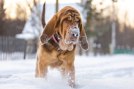 Brown Bloodhound walking on loose snow