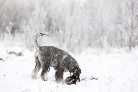 Pepper-salted medium schnauzer in a winter snowy forest sniffing the groundの写真素材