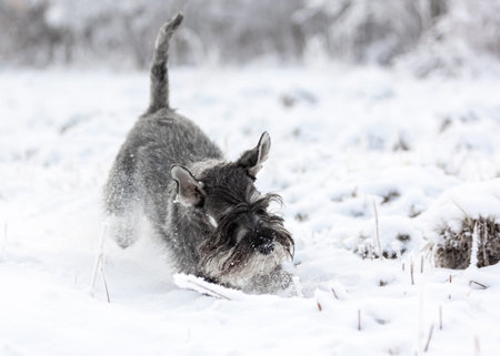 Pepper-salty medium schnauzer plays cheerfully in the winter snowy forest