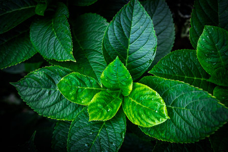 Natural fresh floral background. Hydrangea leaves green texture with raindrops, closeup