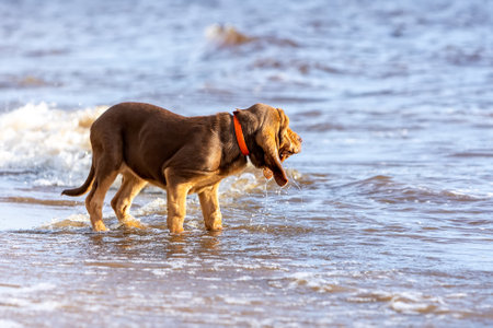 Brown bloodhound puppy stands in the river and drinks waterの写真素材