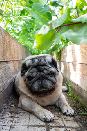 Beige pug lies in a greenhouse between growing cucumbersの写真素材