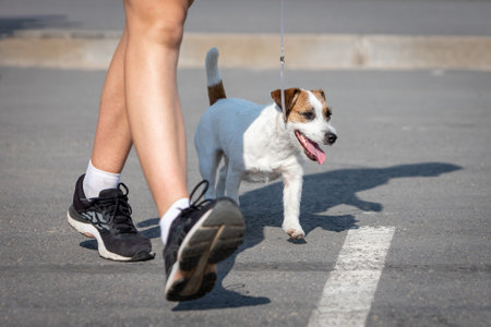 Jack Russell Terrier walking on a leash for an outdoor dog show next to his handlerの写真素材