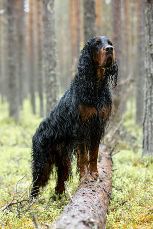 Full length portrait of a Gordon Setter in a pine forest