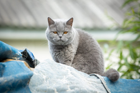 A gray British cat sits on a fence covered with an old awningの写真素材