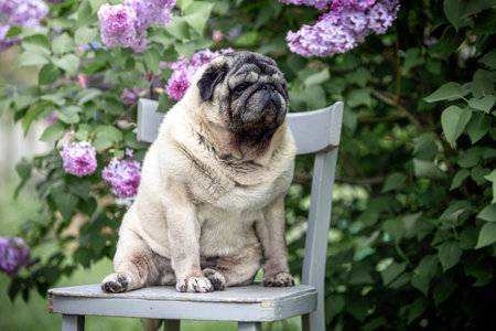 Portrait of a senior beige pug sitting on a chair next to a flowering lilac bushの写真素材