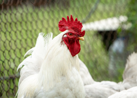Large portrait of a white rooster on a green lawn.の写真素材