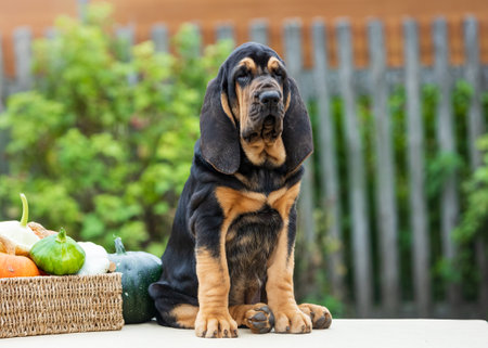 Black and tan bloodhound puppy posing while sitting on a table next to a basket of vegetablesの写真素材