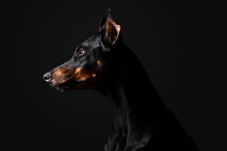 Low key photo: portrait of a black and tan Doberman pinscher on a black backgroundの写真素材