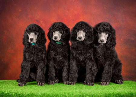 4 black dogs on a red and green background. Portrait of Silver Standard Poodle puppies sitting in a row.の写真素材