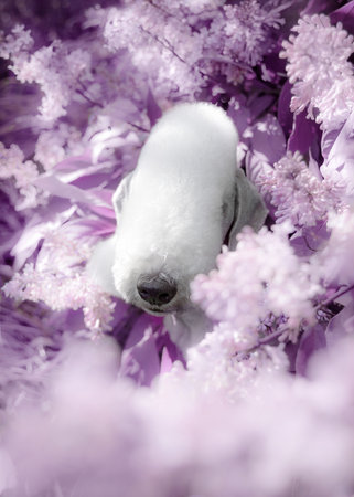 Close-up portrait of a Bedlington Terrier in lilac and pink lilac bushes. Soft focus, abstract compositionの写真素材