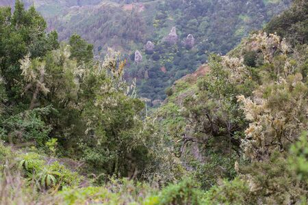 Scenery valley in Spain.Nature landscape.Travel adventures and outdoor lifestyle.Masca valley.Canary island.Scenic mountain landscape.Cactus,vegetation and sunset panorama in Tenerifeの写真素材