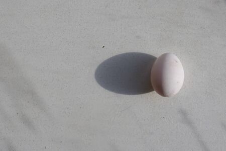 Egg on White Background. isolatedの写真素材