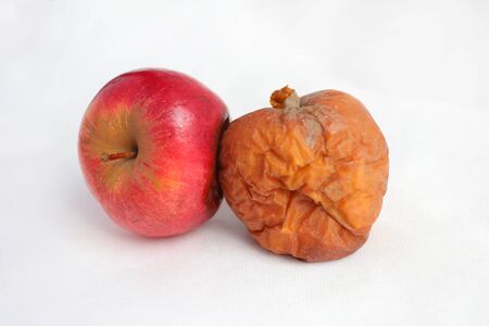 two rotten apple isolated on a white background. infectionの写真素材