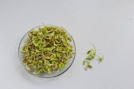 microgreen on a white background on white background. Healthly foodの写真素材